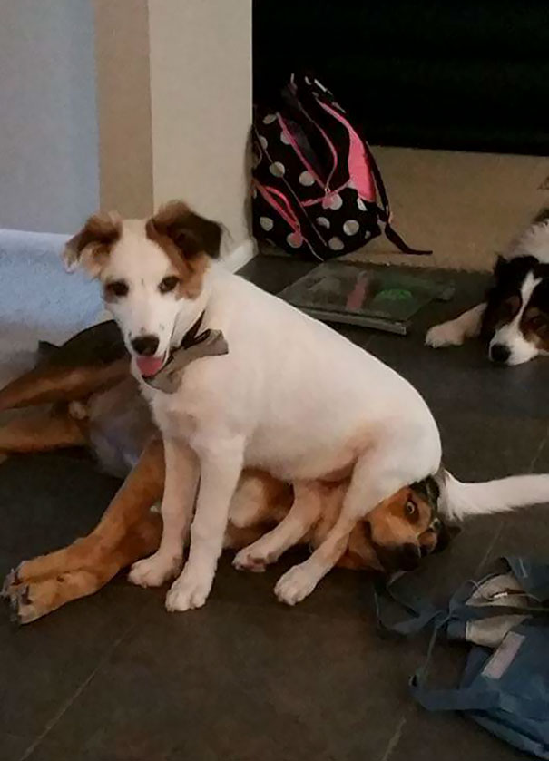 Our New Puppy Is An Asshole