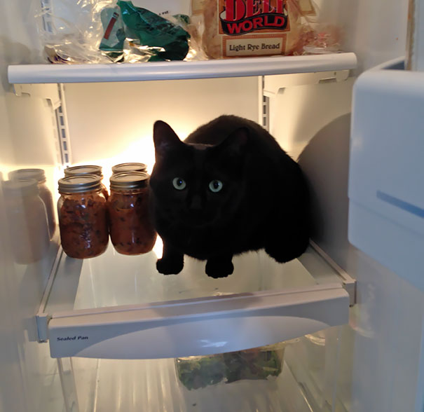 This Jerk Keeps Jumping In The Fridge