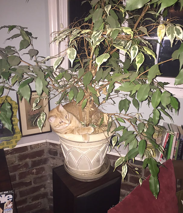 My Daughter's Cat Is A Complete Jerk