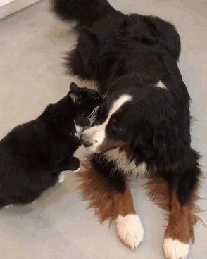 Psst, You're Not A Good Boy