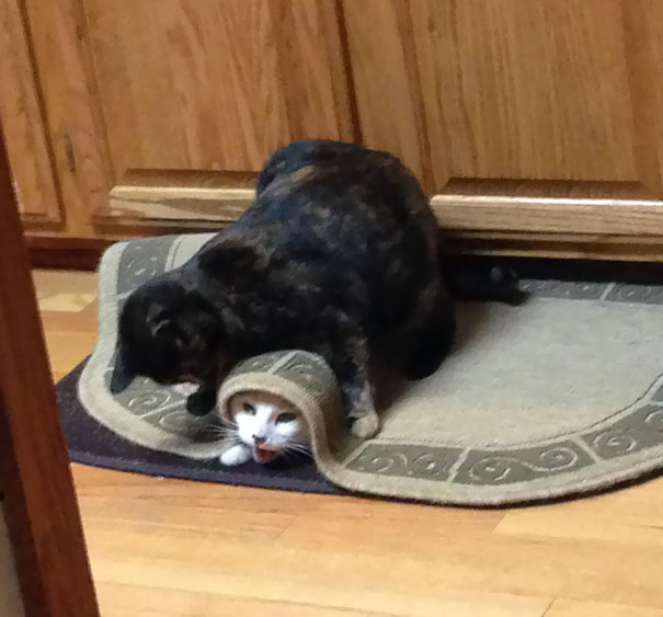 So These Are My Cats Right Now