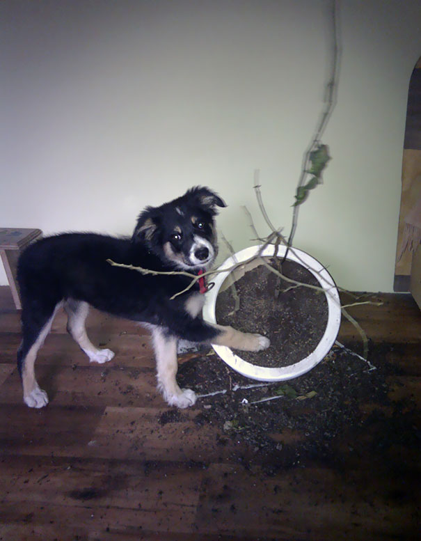 Fuck You, I'm A Puppy