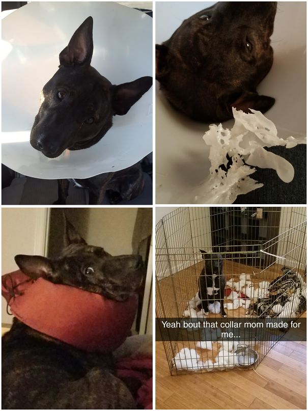 Dog Got Neutered, Decided He Didn't Like The Cone. Made Him A Stuffed Collar Instead, Yeah That Didn't Last...