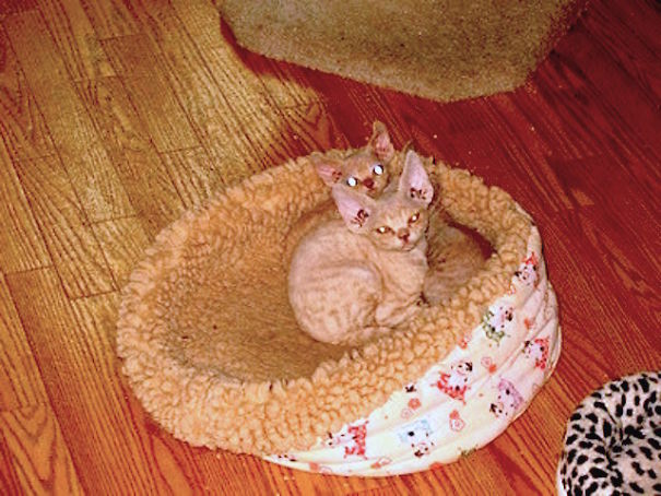 No I Am Not Trying To Hog The Photoshoot. Peewee Is Runt, That's All. And Don't Try Cleaning My Ears Again. What You See Is What You Get.