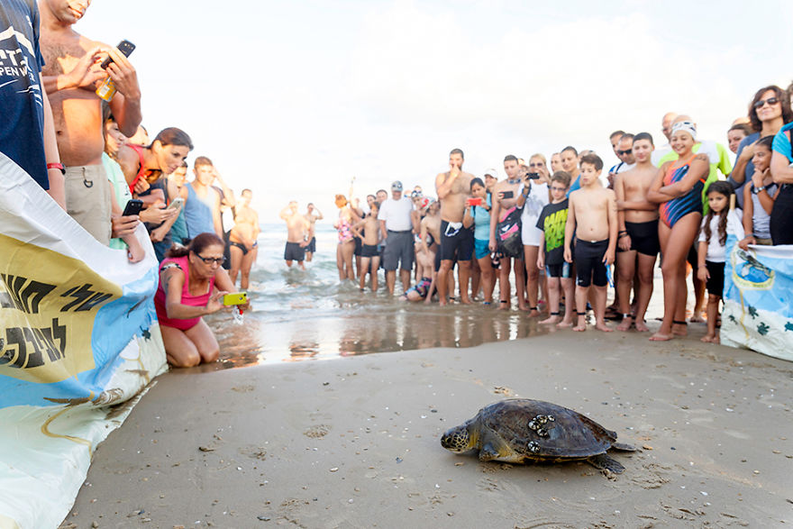 I've Been Photographing The Sea Turtle Rescue Center For 4 Years