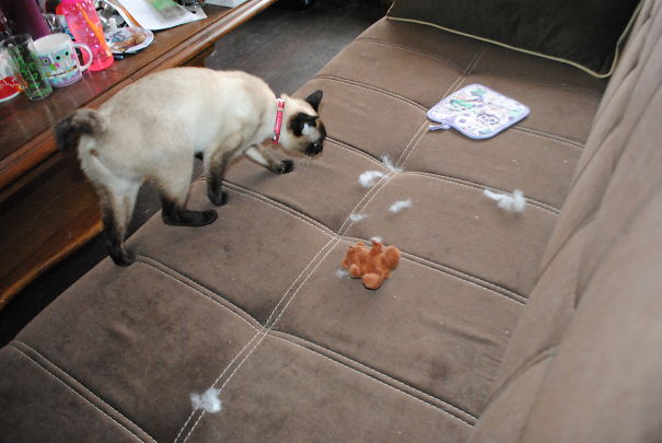 *intense Thriller Music Intensifies* Needless To Say, That Teddy Bear Died A Horrible, Painful Death (A.k.a. It's Limbs Were Completely Chewed And Puked All Over My House)