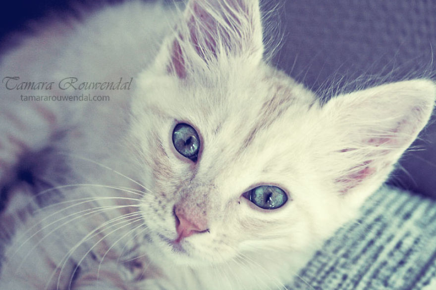 When I Was Just A Kitten - Pip