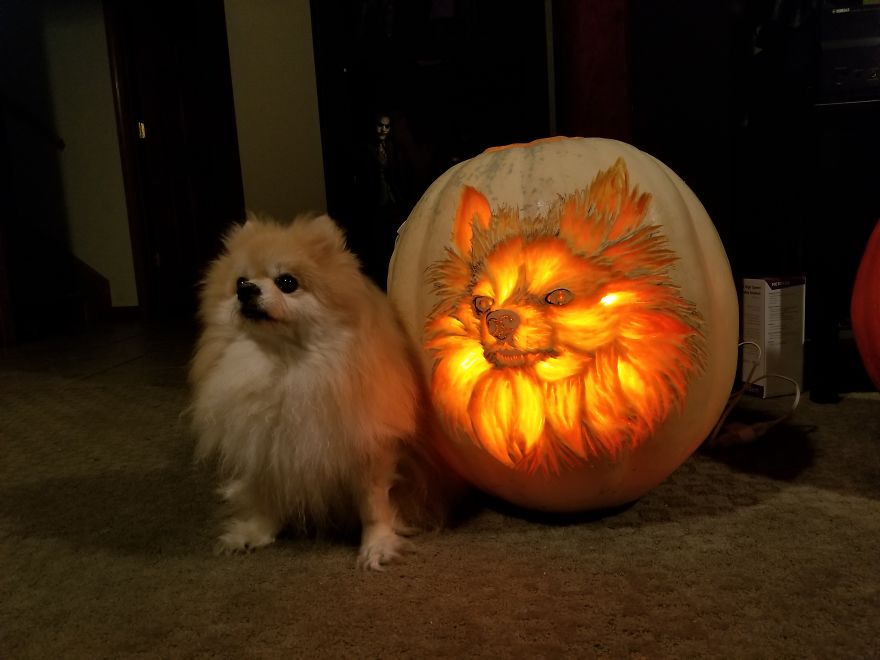 I Carved A Dog-O-Lantern That Looks Like My Pomeranian Sophie I Carved A Dog-O-Lantern That Looks Like My Pomeranian Sophie