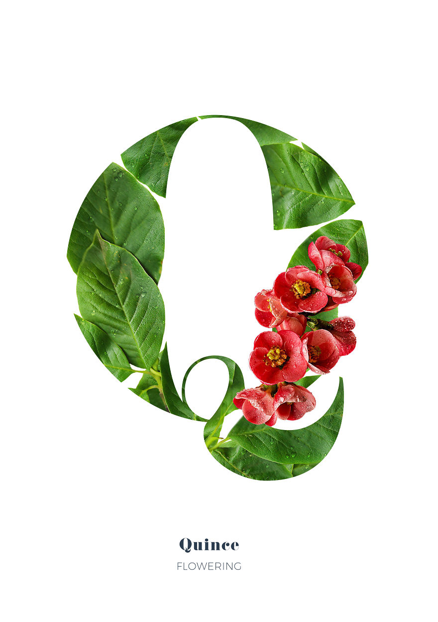 I Wanted To See What The Alphabet Would Look Like Made Out Of Flowers