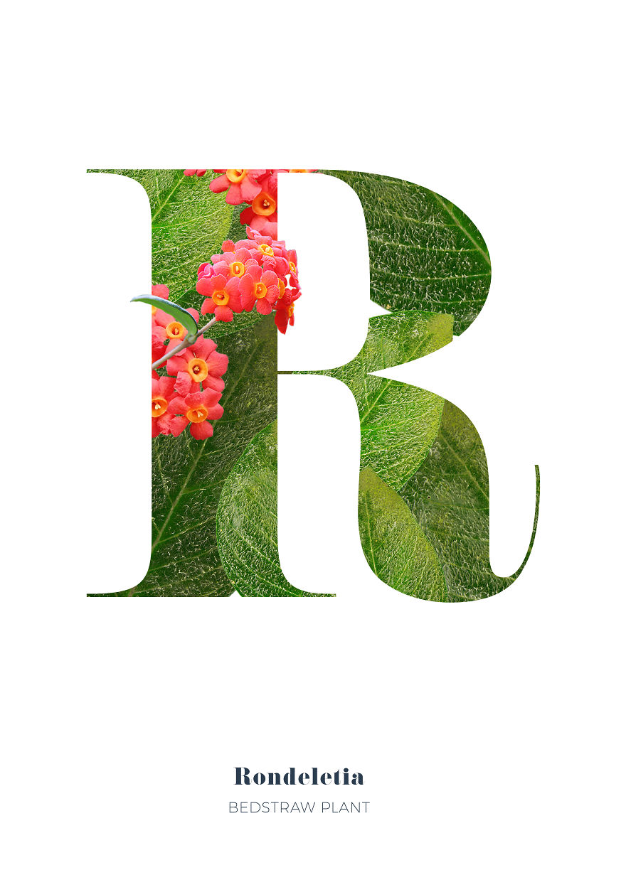 I Wanted To See What The Alphabet Would Look Like Made Out Of Flowers I Wanted To See What The Alphabet Would Look Like Made Out Of Flowers