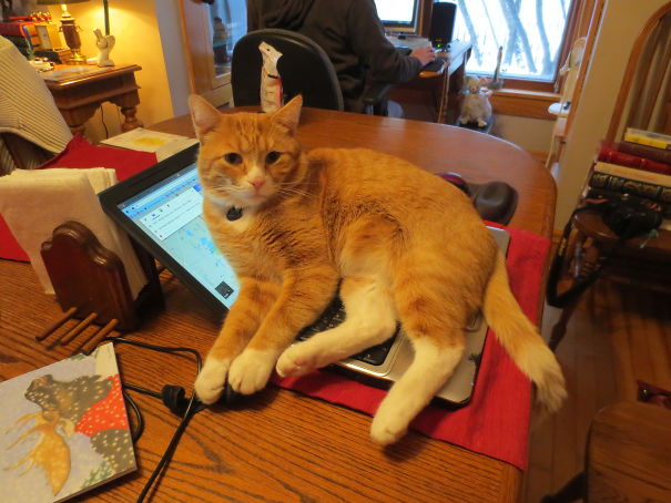 I Push Him Off My Lap To Refill My Coffee And This Happens: