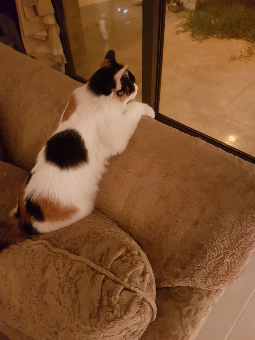 Waiting For My Human To Come Home!