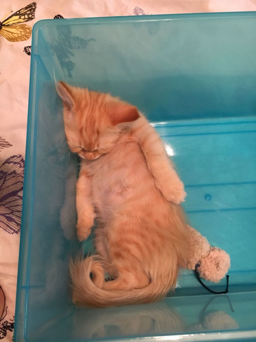 I Know You Gave Me A Comfortable Bed, But I Prefer The Bucket