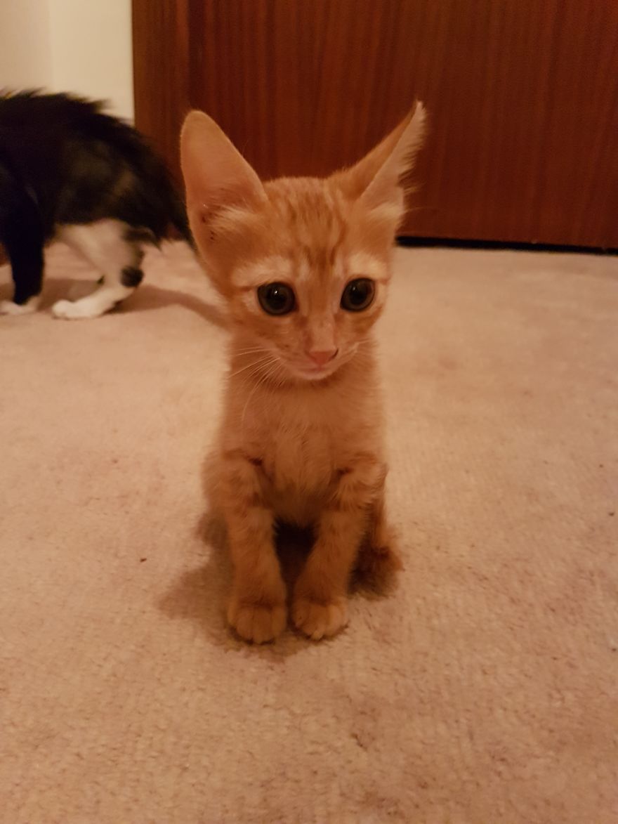 Thrown Out Of A Car At A Busy Intersection. How Could Anyone Do That?