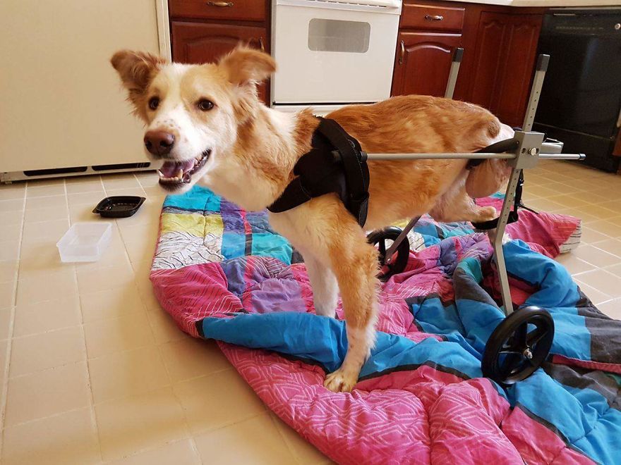 First Time On Wheels And Angel Is Loving It