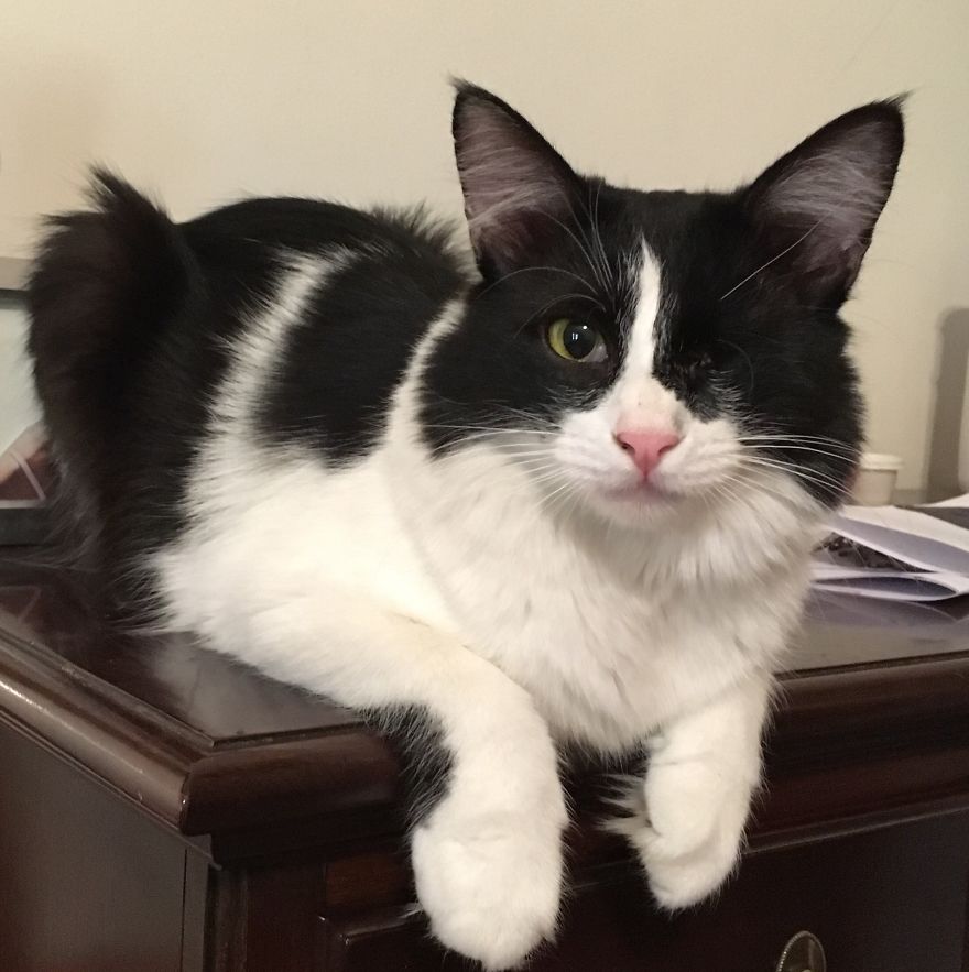 Lost An Eye When She Was A Kitten, Patches Is Now Spoilt Rotten!