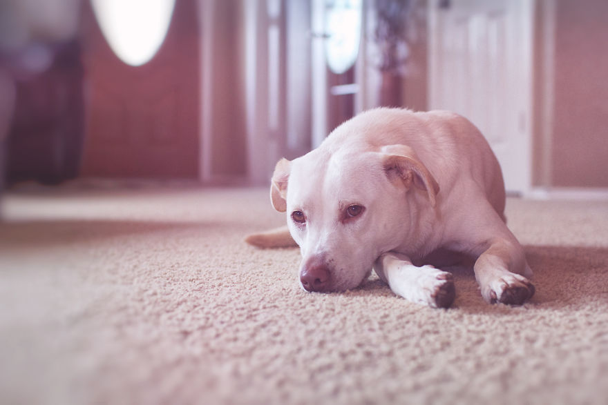 We Adopted A Dog From An Animal Shelter And She Became Our Daughter&rsquo;s Best Friend
