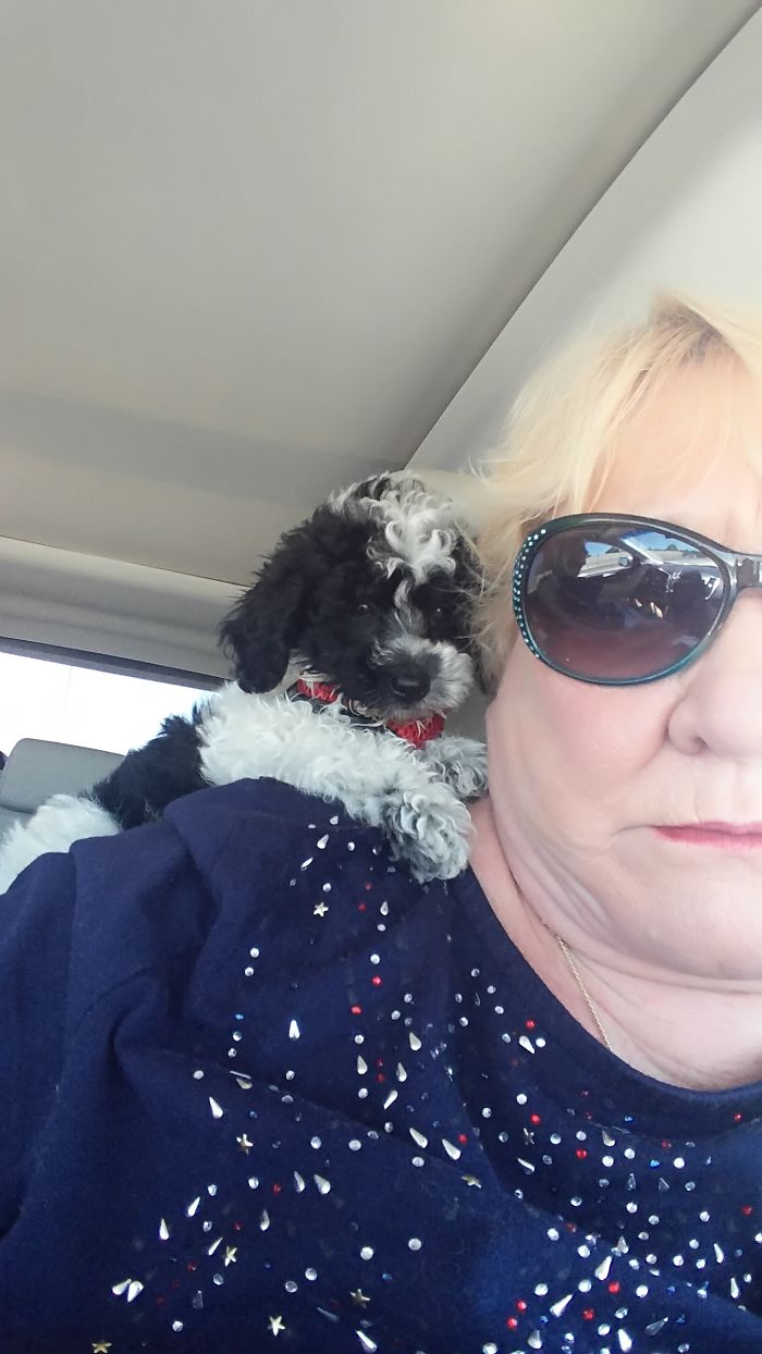 Charlie Riding On My Shoulder When I Brought Him Home 3 Months Ago.