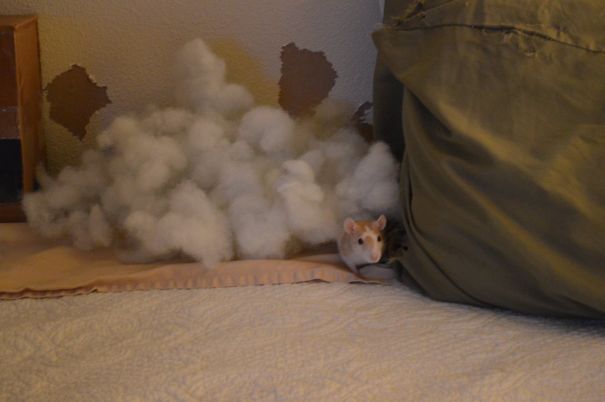 So Glad You're Home, Your Pillow Exploded....