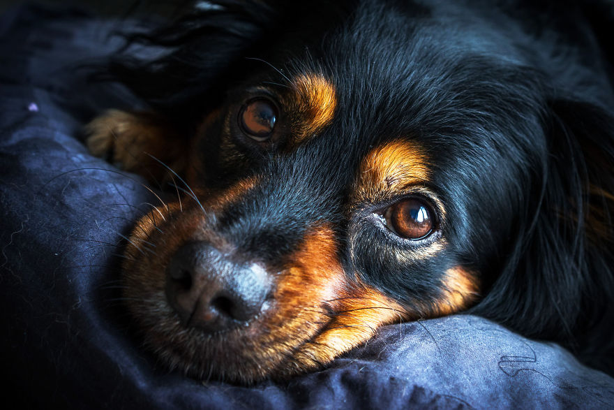 Could These Faithful Dog Eyes Lie?