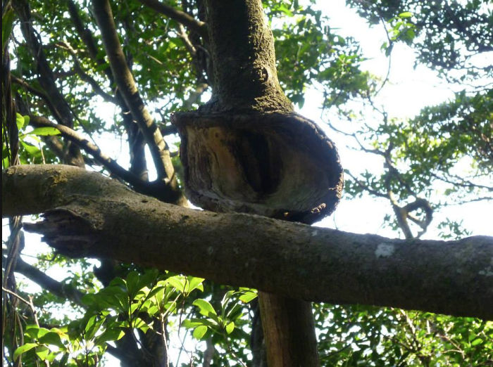 Tree Trying To Eat A Branch