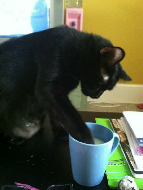 Any Drink, Milk, Coke, Juice She Sticks Her Paw In It To Get A Taste