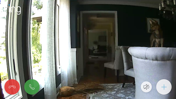 Left Her Out Of The Crate...on The New Dining Room Table..why?!