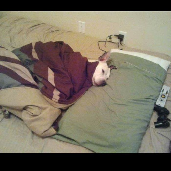When My Dog Was Alive He Use To Sleep On A Pillow And Cover Himself Up.