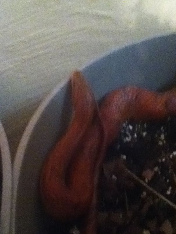 Sorry Human-This Is My Plant Now.