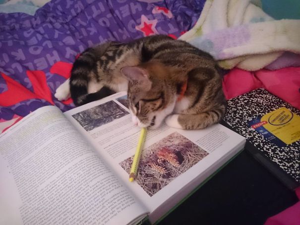 My Cat, When I Try To Study
