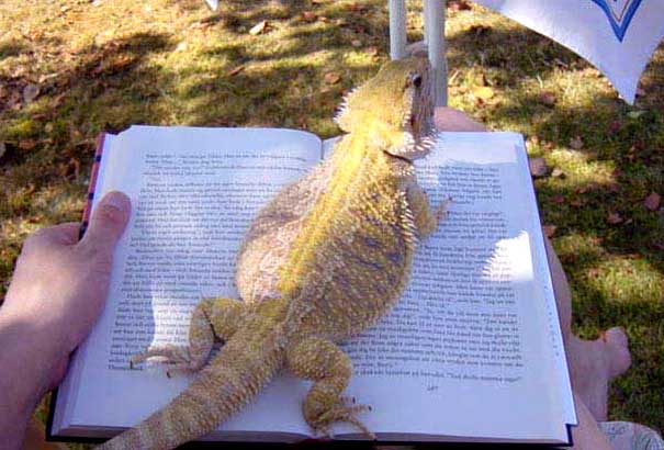 When I Try To Read...