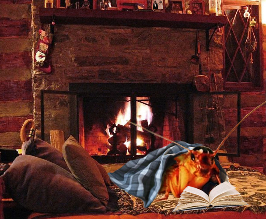 The Cockroach Diaries The Cockroach Diaries