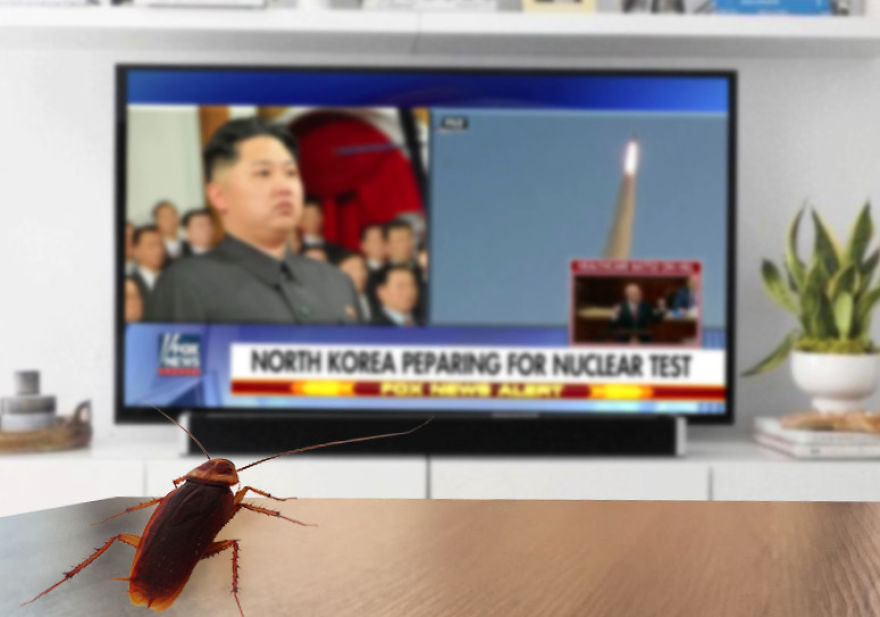 The Cockroach Diaries The Cockroach Diaries