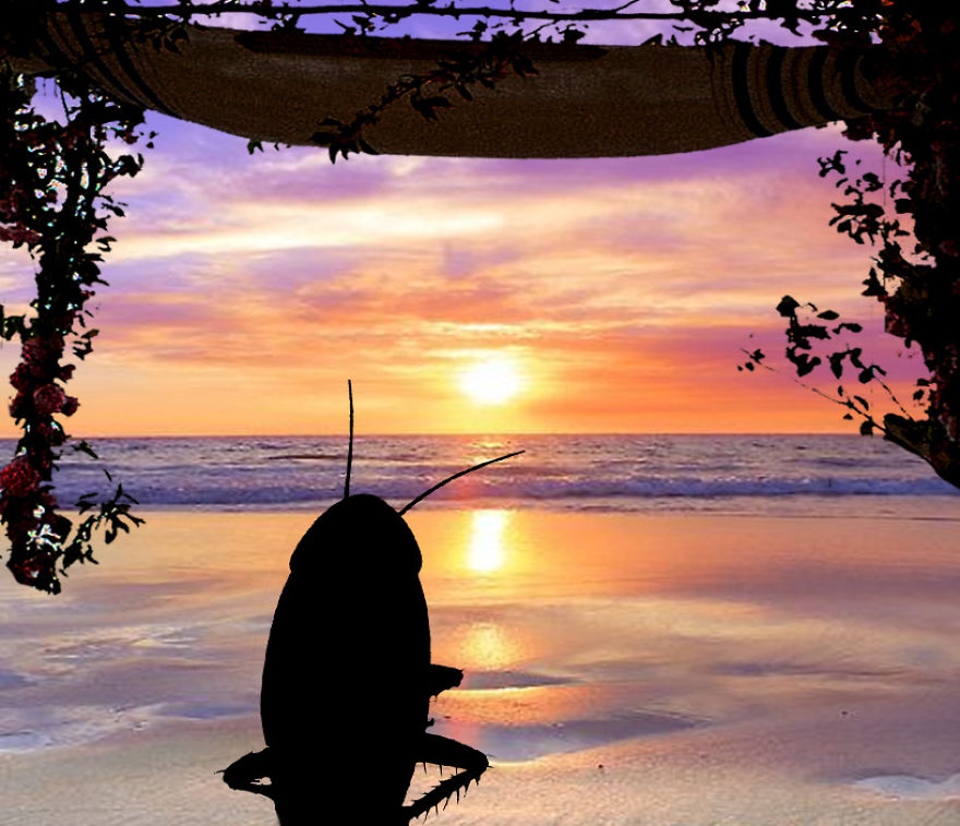 The Cockroach Diaries