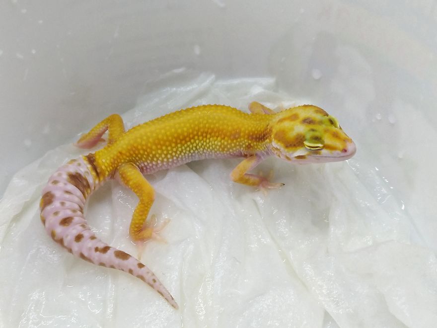 The Fabulous Life Of Gery The Gecko The Fabulous Life Of Gery The Gecko