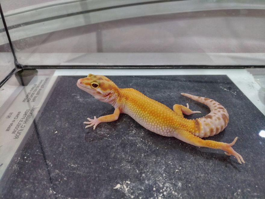 The Fabulous Life Of Gery The Gecko The Fabulous Life Of Gery The Gecko