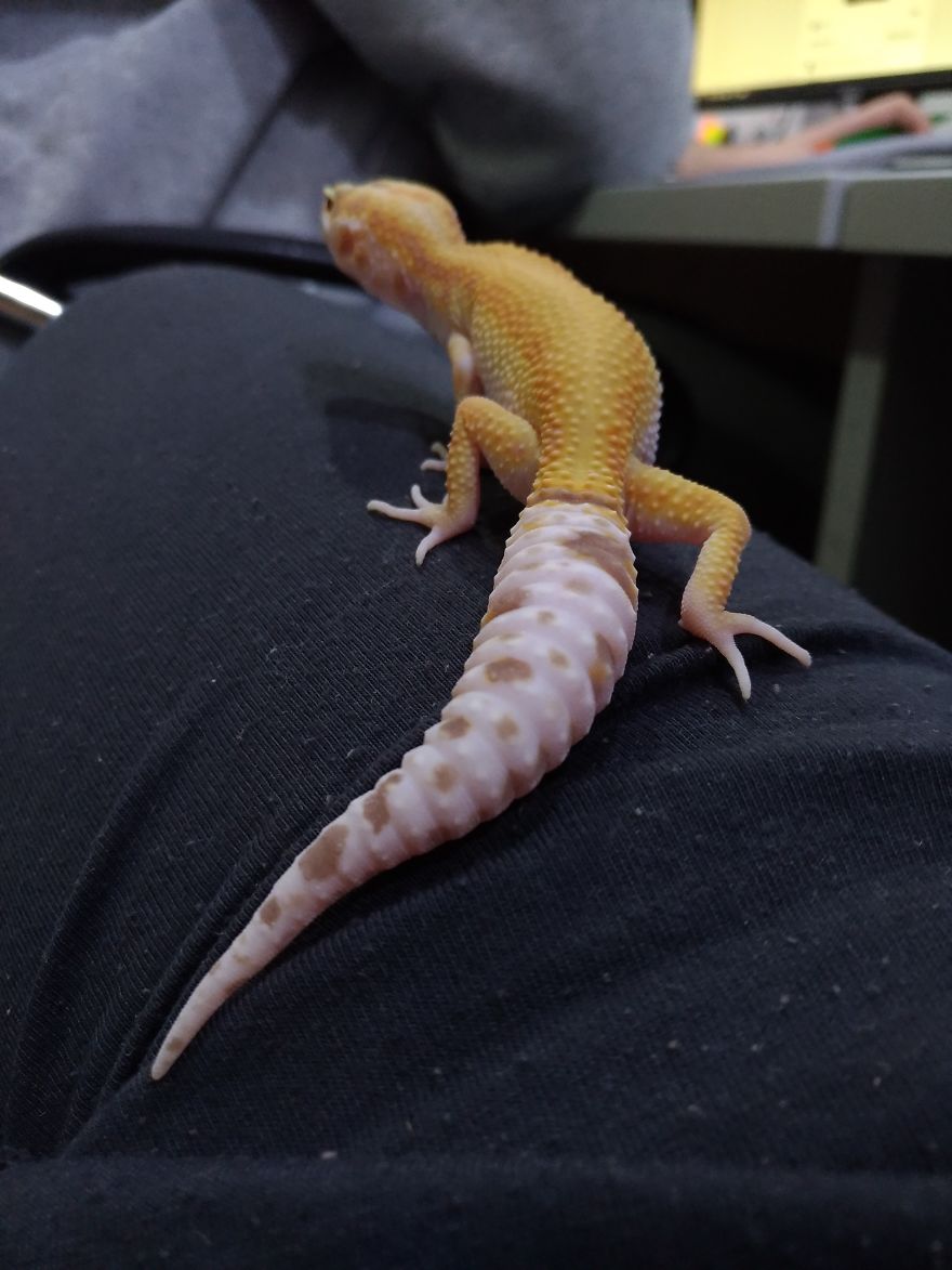 The Fabulous Life Of Gery The Gecko