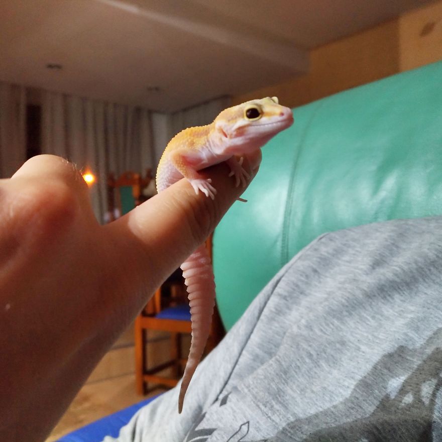 The Fabulous Life Of Gery The Gecko The Fabulous Life Of Gery The Gecko