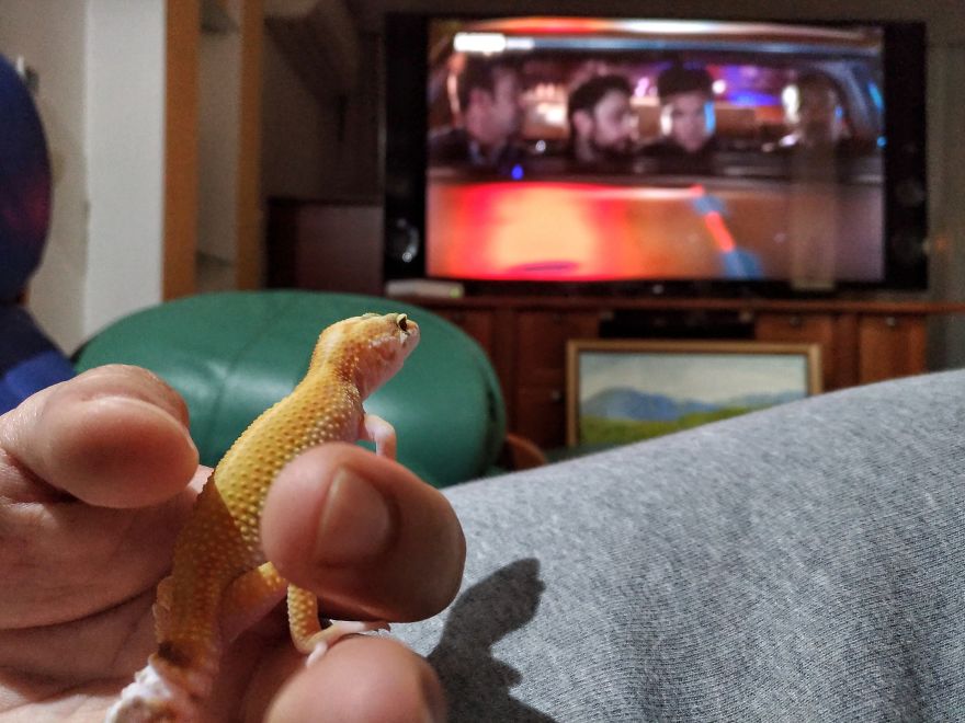 The Fabulous Life Of Gery The Gecko The Fabulous Life Of Gery The Gecko