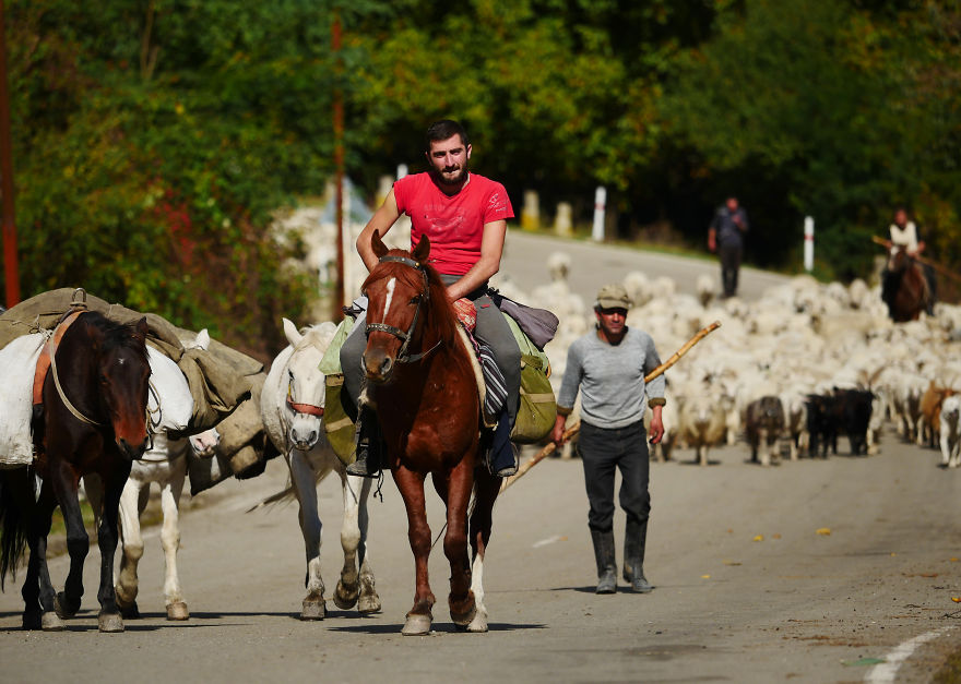 The Mountain Shepherds In Georgia