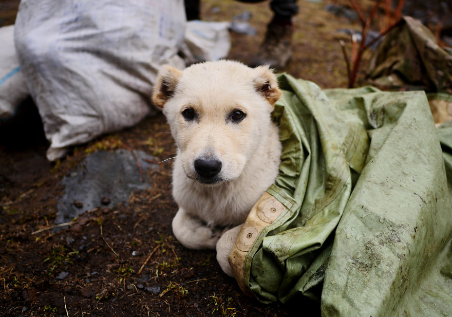 The Mountain Shepherds In Georgia
