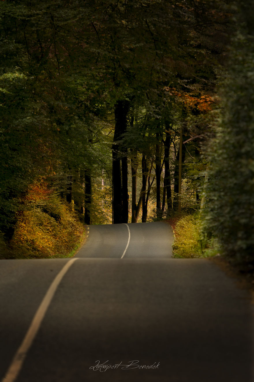 The Enchanted Forest Has Its Own Architecture #1