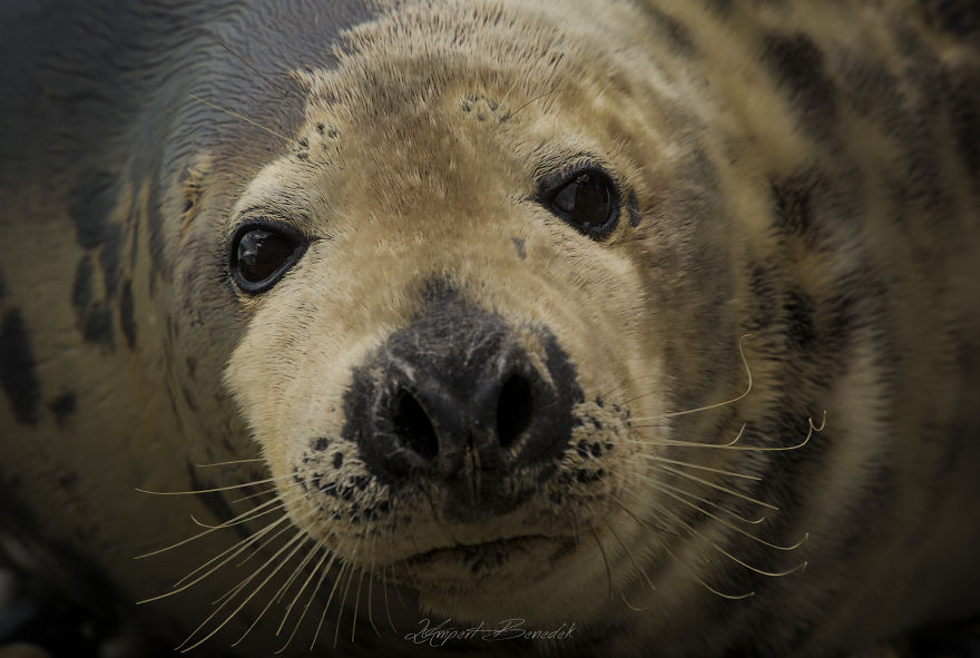 Seal Portrait