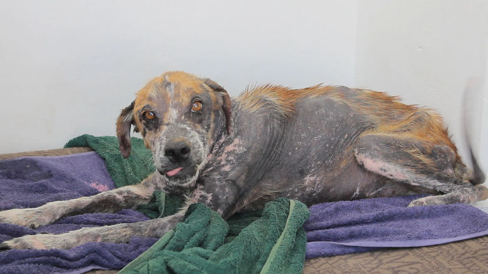 The Most Amazing Dog Transformation