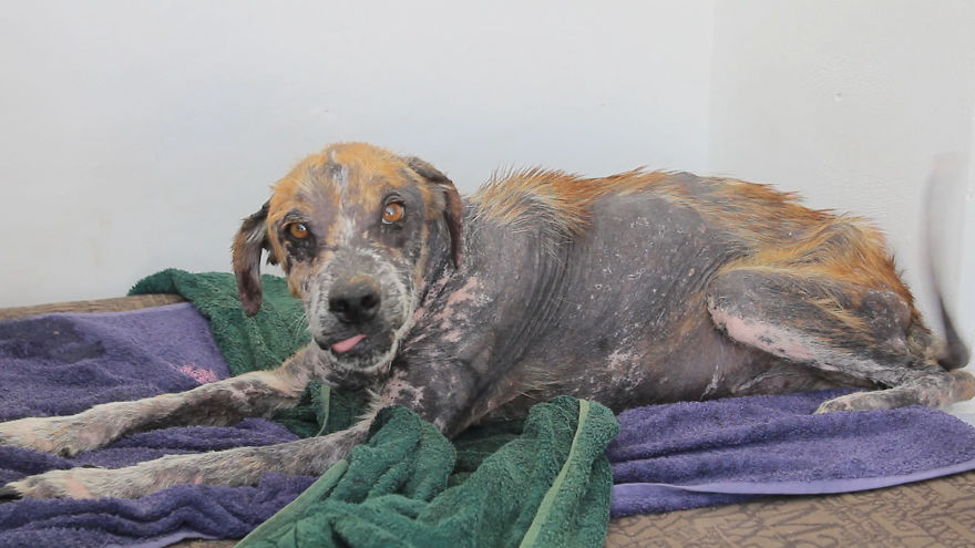 The Most Amazing Dog Transformation