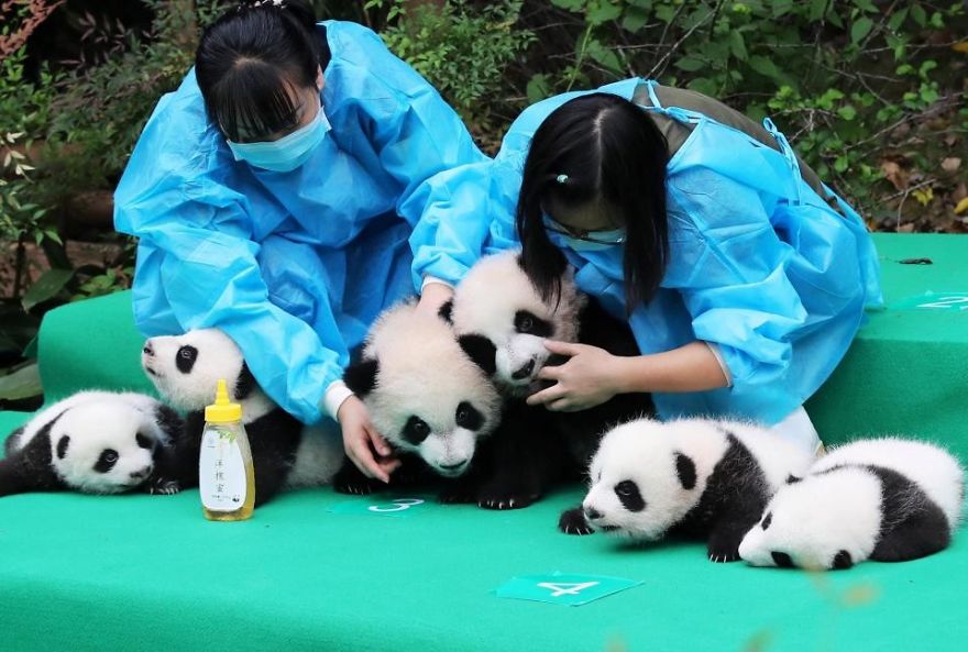 These Images Of 10 Panda Cubs Will Fill Your Heart With Joy These Images Of 10 Panda Cubs Will Fill Your Heart With Joy