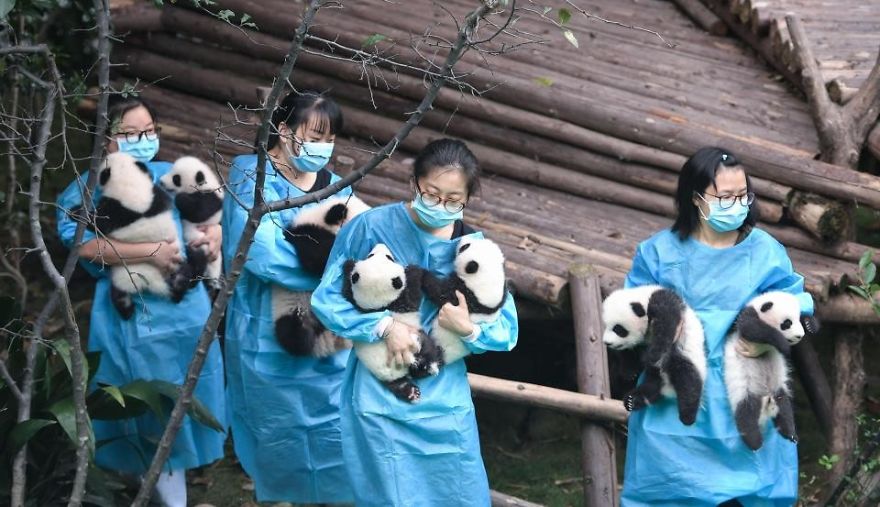These Images Of 10 Panda Cubs Will Fill Your Heart With Joy These Images Of 10 Panda Cubs Will Fill Your Heart With Joy