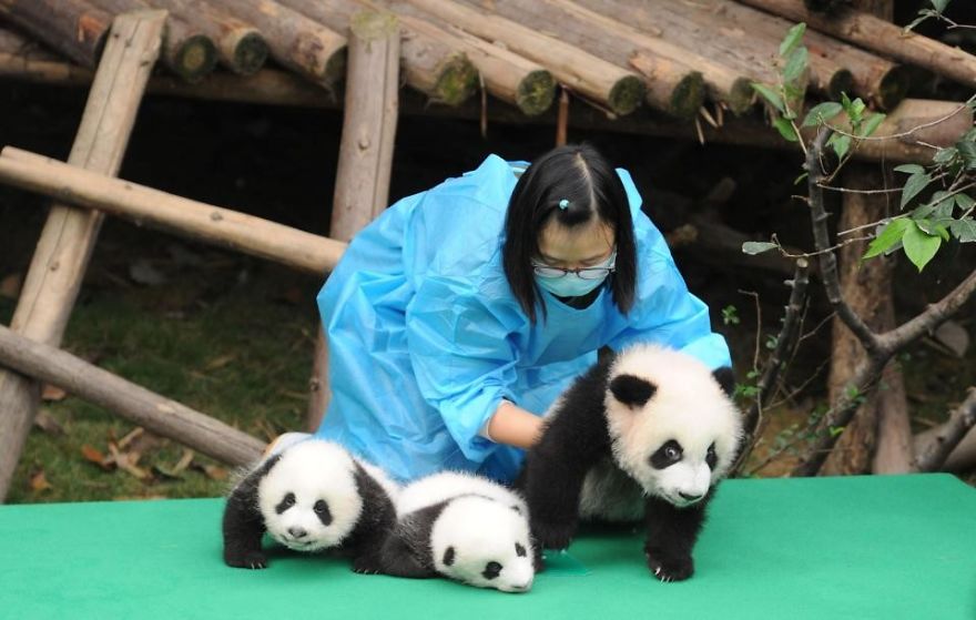 These Images Of 10 Panda Cubs Will Fill Your Heart With Joy These Images Of 10 Panda Cubs Will Fill Your Heart With Joy