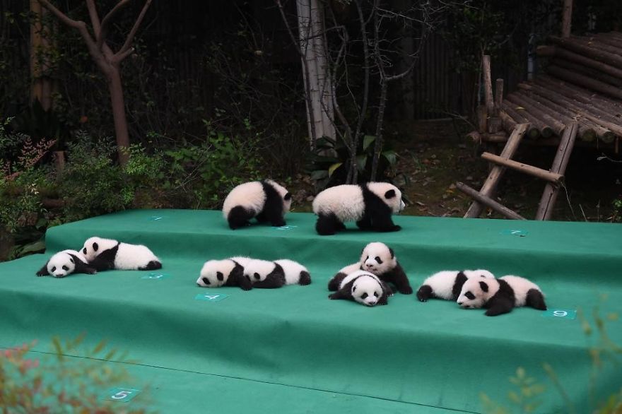 These Images Of 10 Panda Cubs Will Fill Your Heart With Joy These Images Of 10 Panda Cubs Will Fill Your Heart With Joy