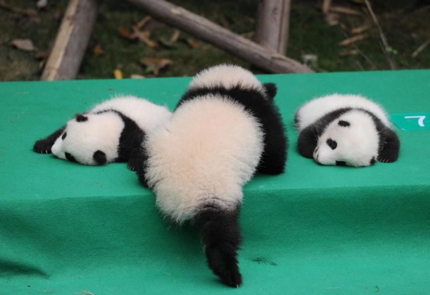 These Images Of 10 Panda Cubs Will Fill Your Heart With Joy